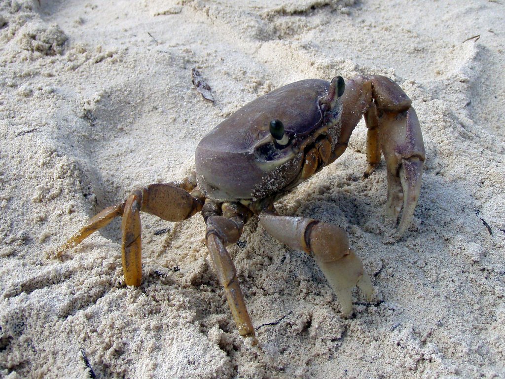 Crab by sejko