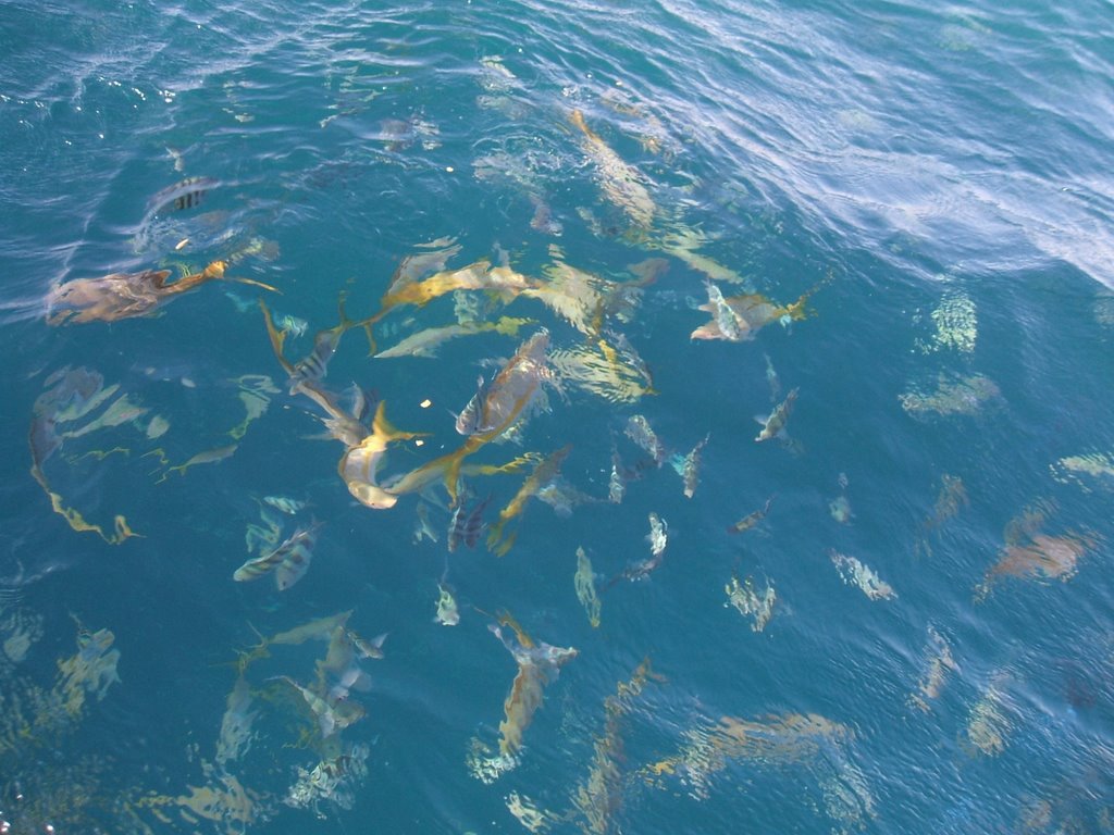 Feeding fish at Antilla shipwreck by rick parker