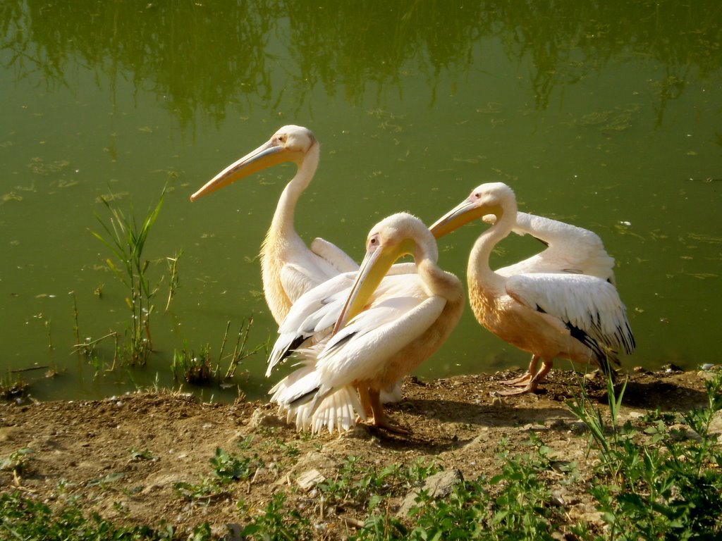 Three friends (minizoo Constanta) by Argenna