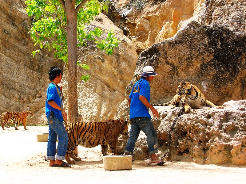 Tiger Temple, Kanchanaburi by NexRIP