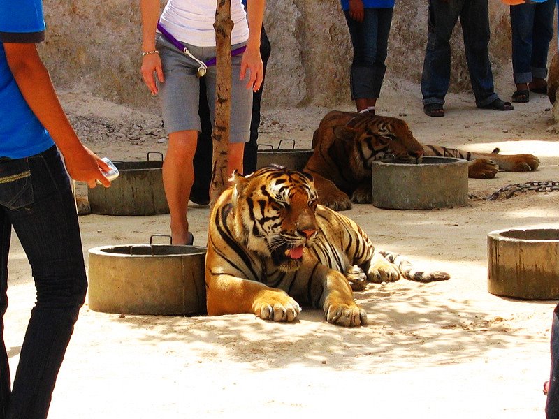 Tiger Temple, Kanchanaburi by NexRIP