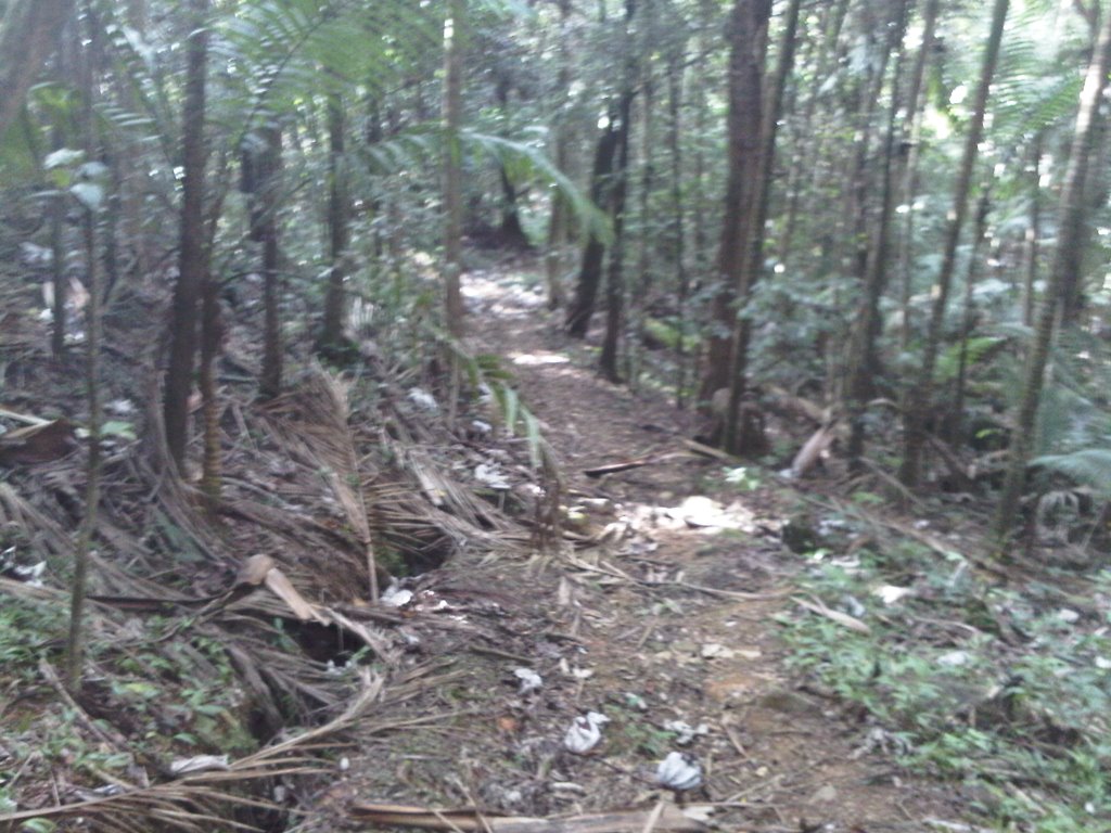 El Toro trail, El Yunque by Elias Santiago