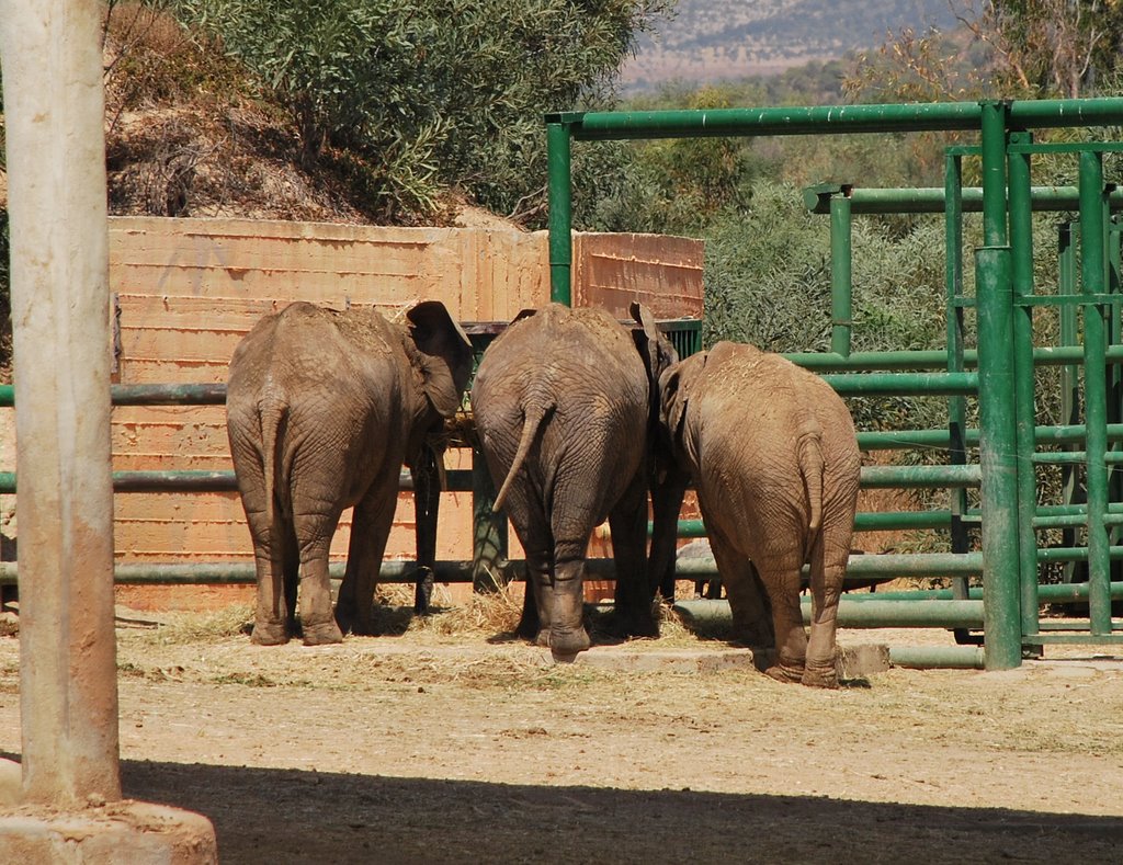 Zoo near Hamammet by Nezlobic