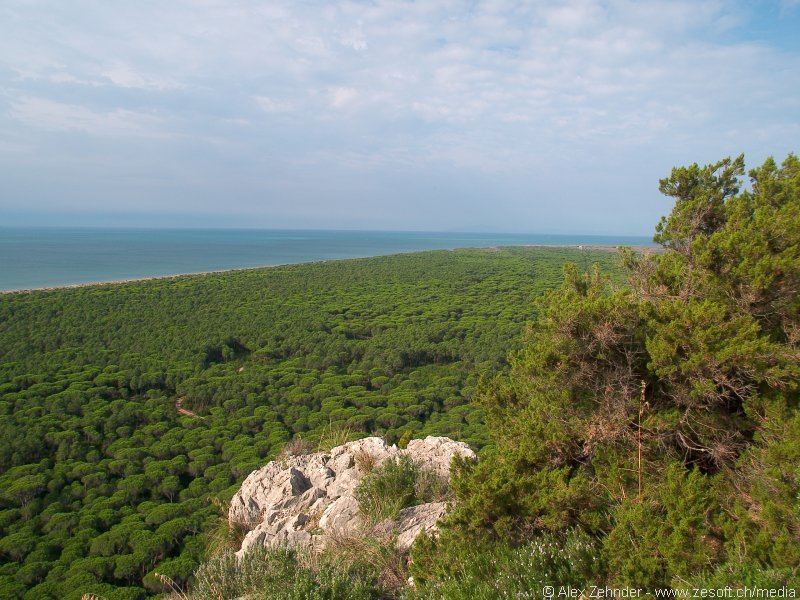 Maremma by Alex Zehnder