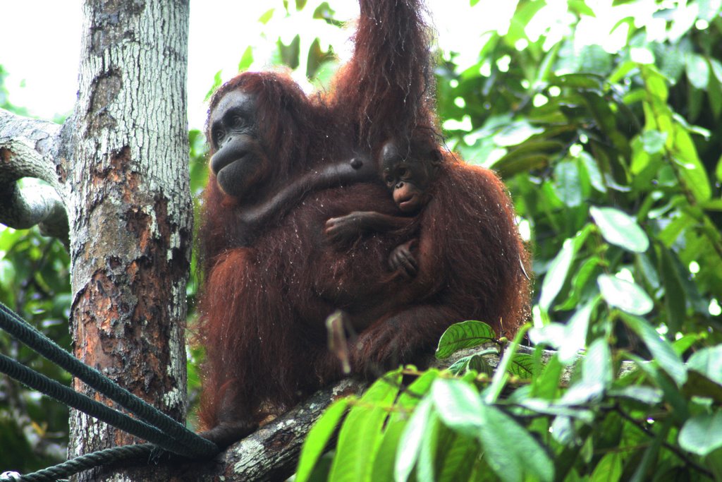 Sweet orang-utan baby in the rain by Dreams of a living e…