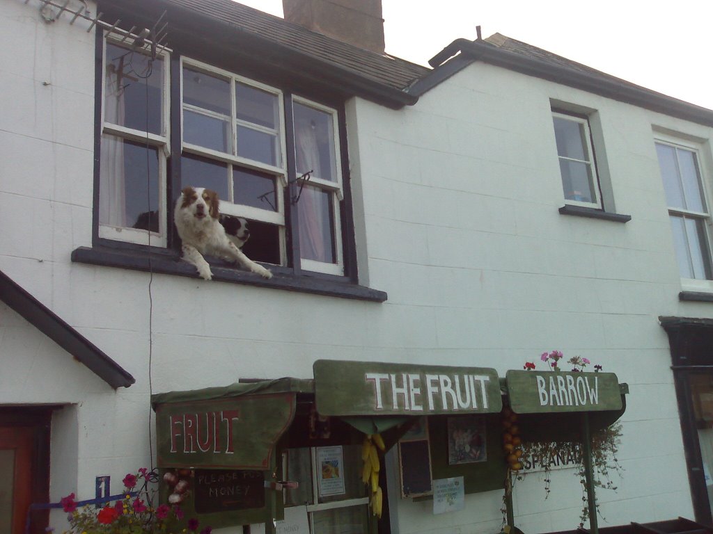 Watchet Dogs by ivanmichaelovitch