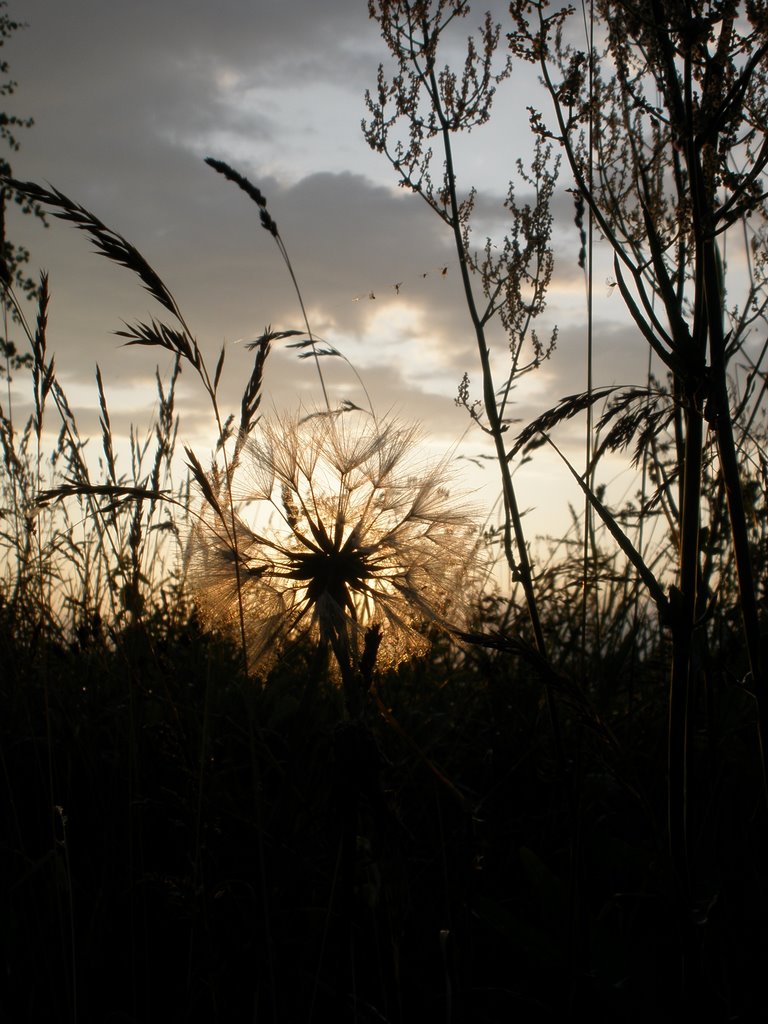 Seeds ready to fly over Fussingø by Robert Brandbyge