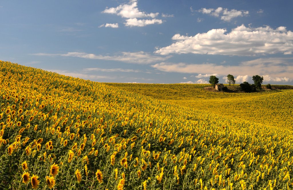 Girasoli a Valensole by LuigiZucca