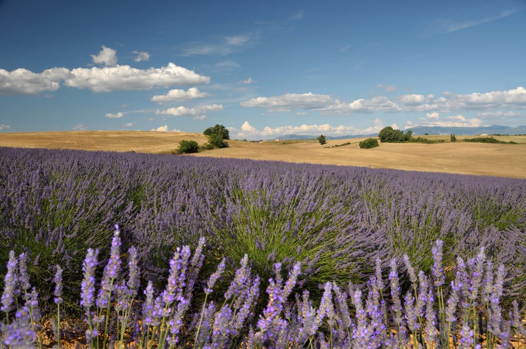 Campi di lavanda a Valensole by LuigiZucca