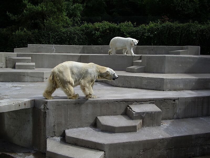 Photos of Polar Bears by didiervero