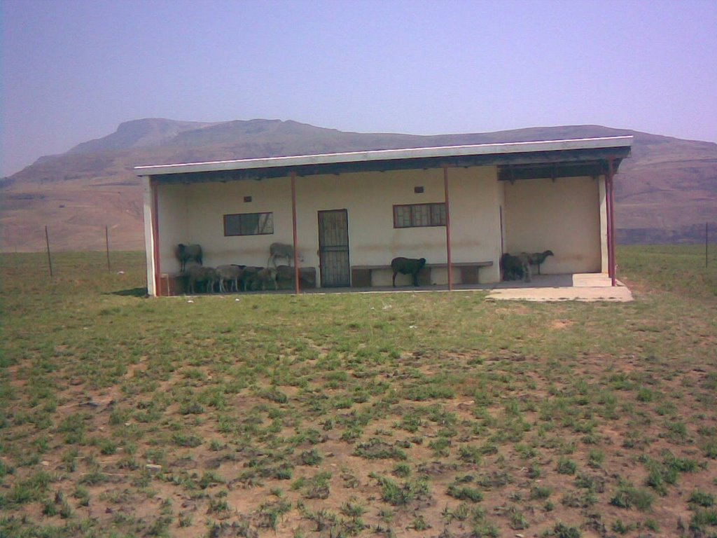 Sheep at Okhombe clinic by mabibi