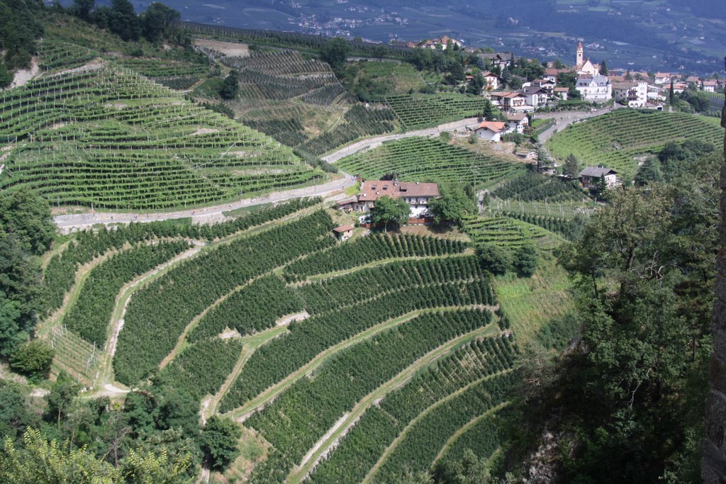 Blick vom Schloss auf Dorf Tirol by Armin Menzer