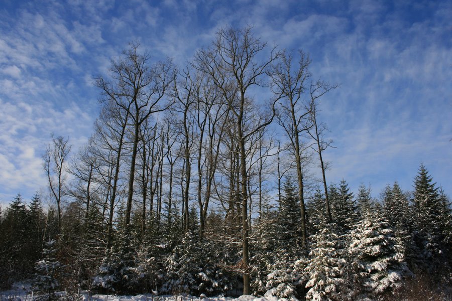 Winter landscape - Зимний пейзаж by Виктор Зандер