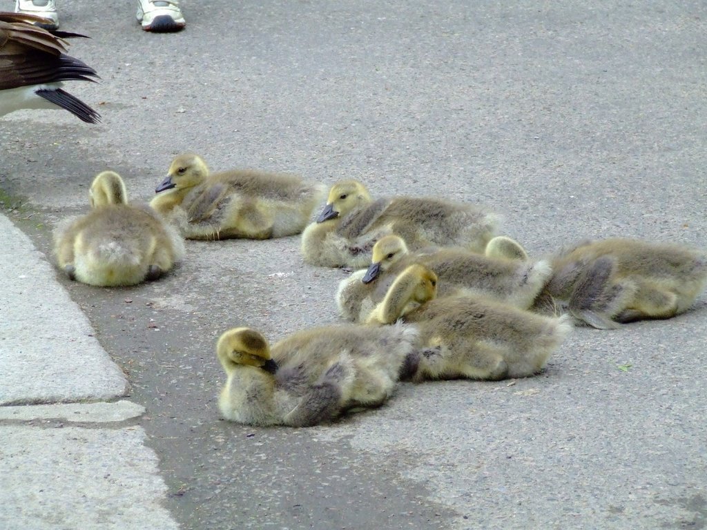 Baby Geese at Boston Common, Boston, MA by Brian Carney