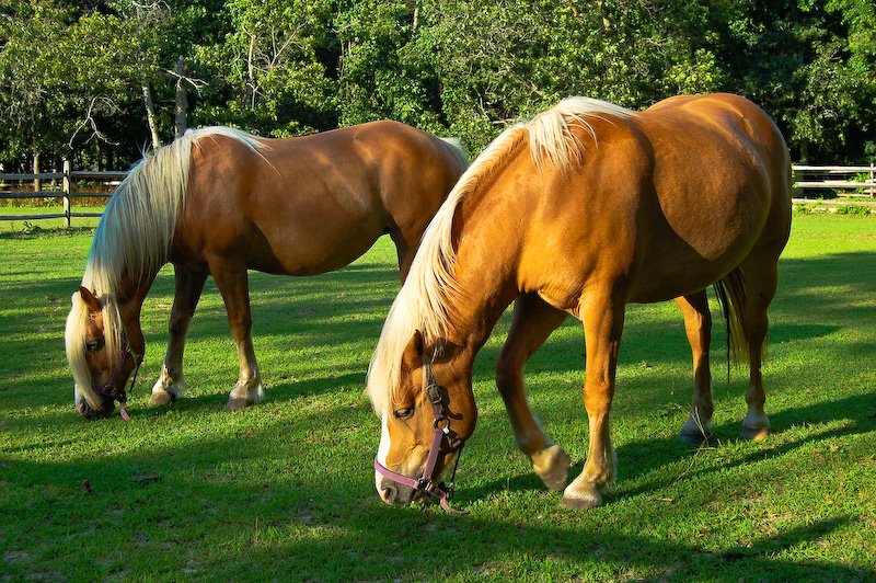 Ponies at Quantuck Bay Farms by John St John