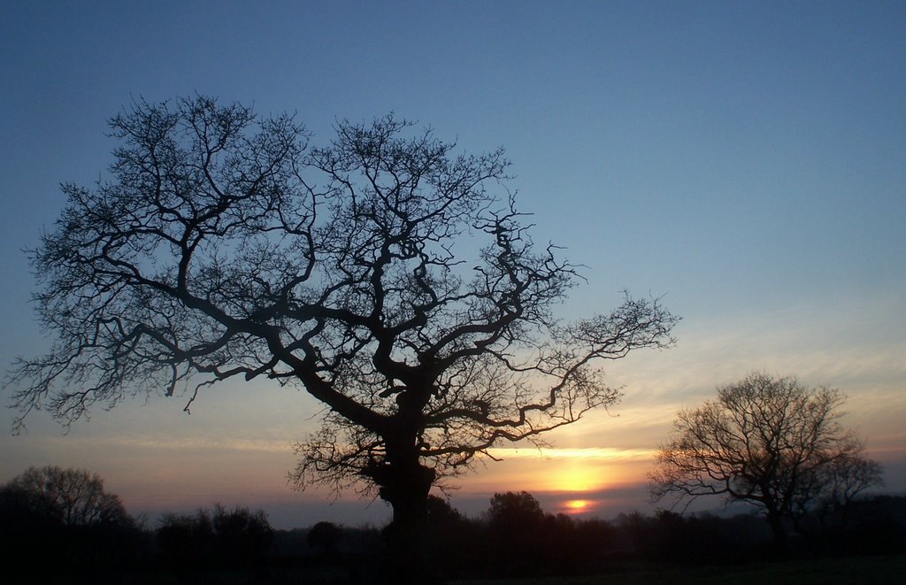 Tree in Coedbach by brian lloyd