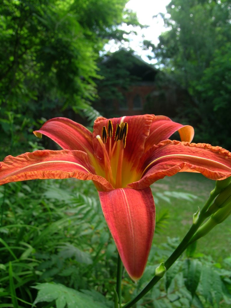 St. georges' lily by larry e walton