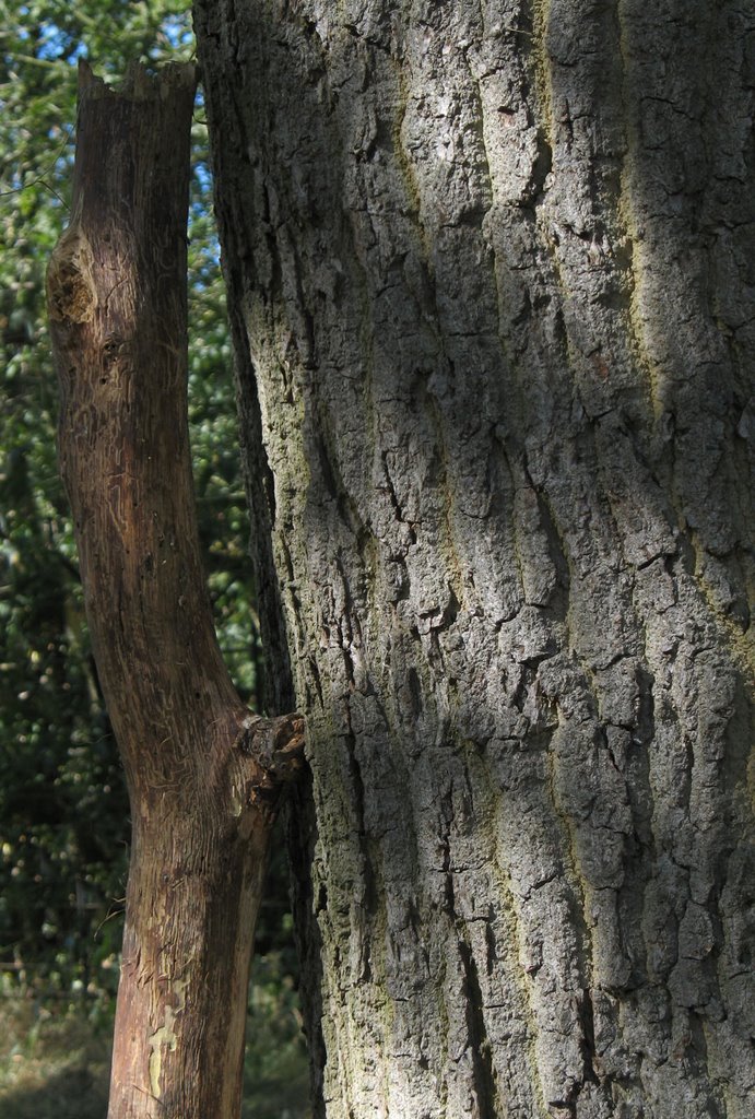 Tree trunk and stick, Richmond Park London UK by David Wilson