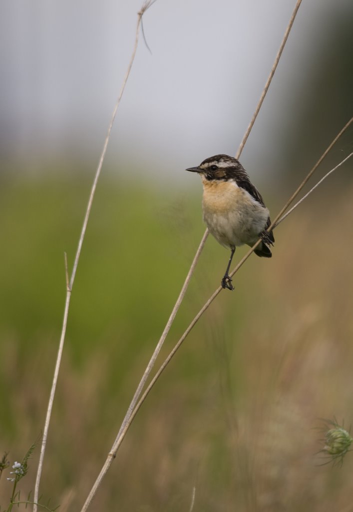 Whinchat - Saxicola rubetra by Duncan Eames