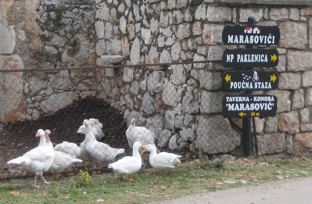 On the way to NP Paklenica by vandemberg