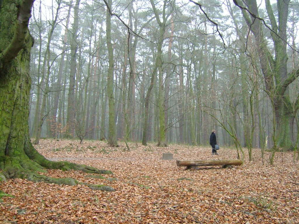 Bosque cerca del lago Gleboki by Fernando Perez Medin…