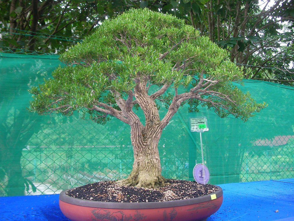 Bonsai 2009 by ariffin2418