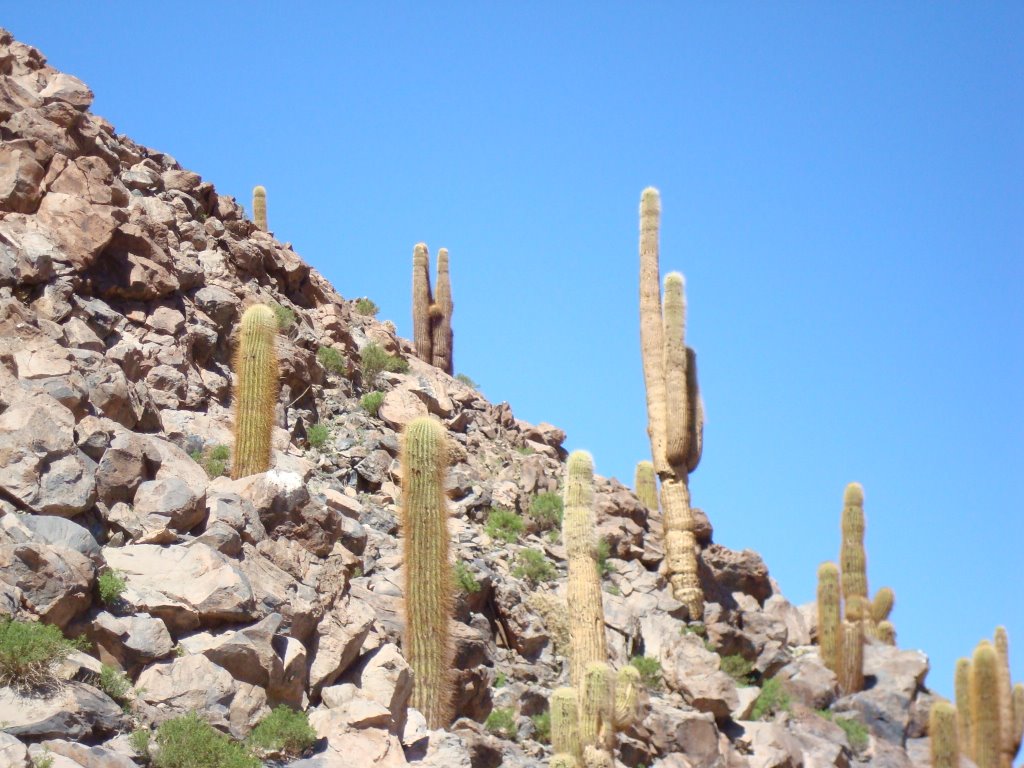 Cactus en guatin by chalopunkrock