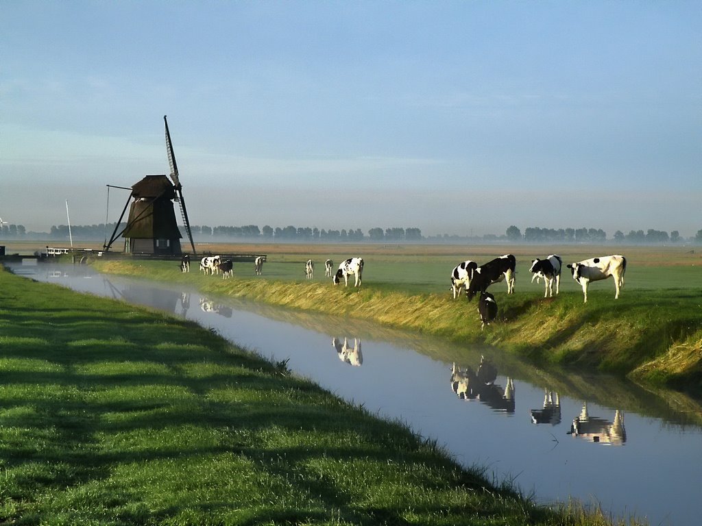 MILL & COWS.....Dutch landscape. by Feika