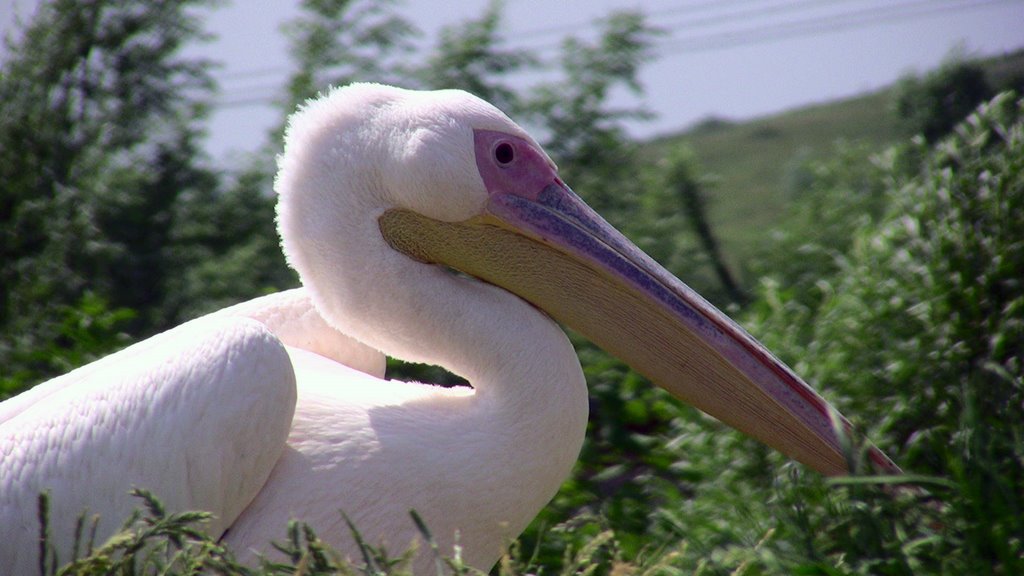 Pelican by Animal Place by John…