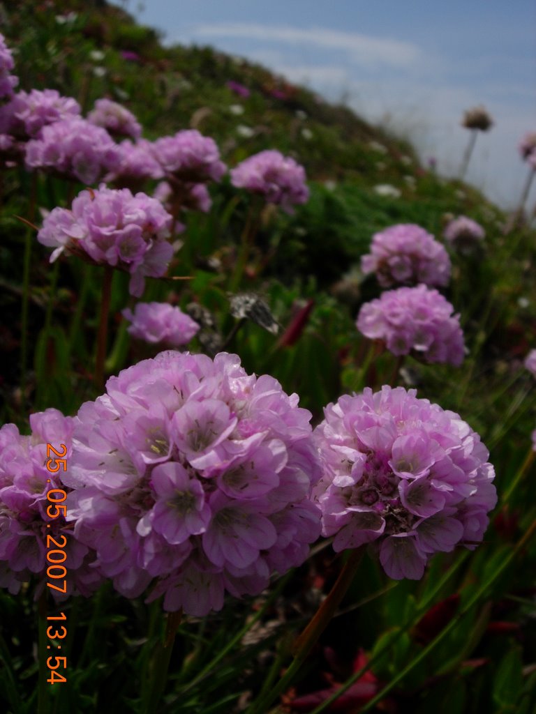 Armeria welwitschii - Fine flowers at Cabo Mondego (2) by Horst Engels