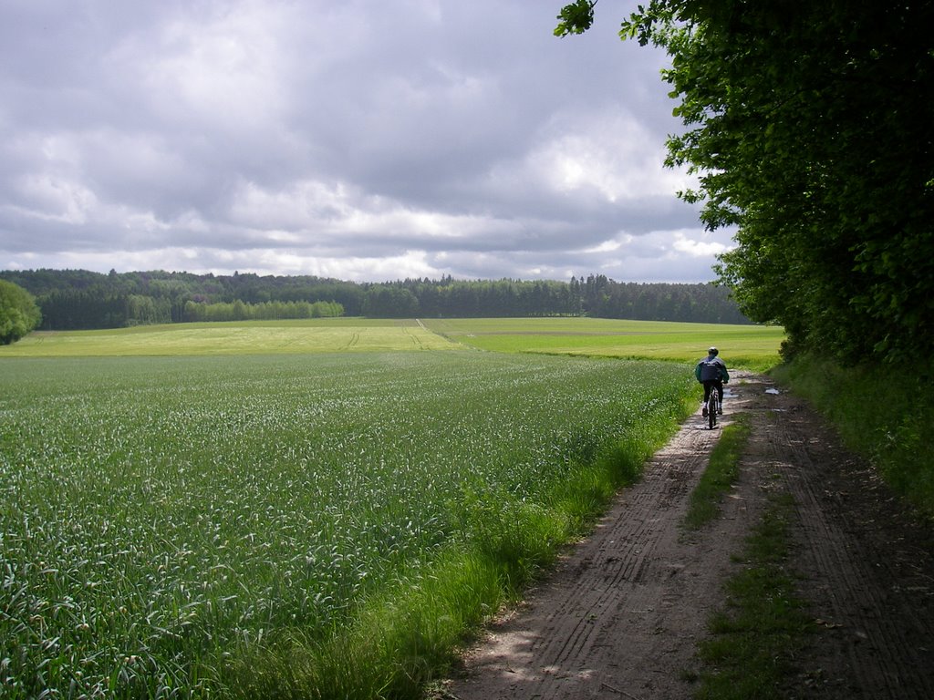 Bossen van Meerdaal by heylenjo