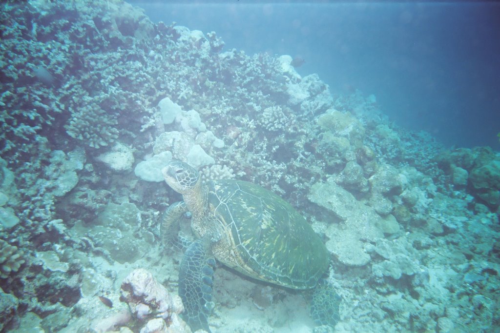 Hilo Bay Green Sea Turtle Big Island Hawaii by Pestovich