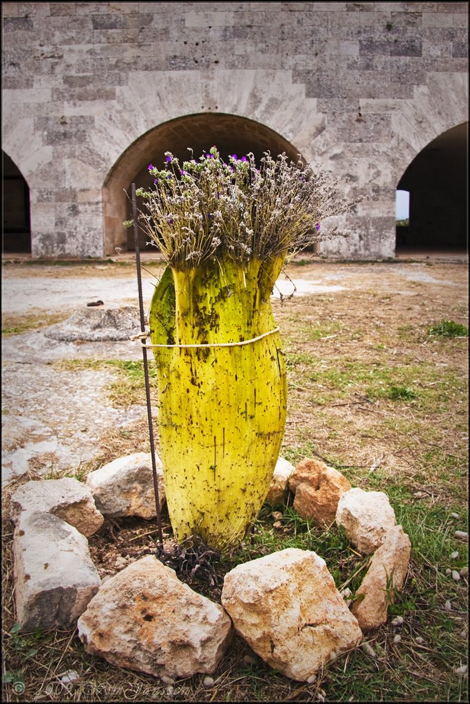 Strange plant, La Mola #3, Maó, Menorca, Spain by Green Knee