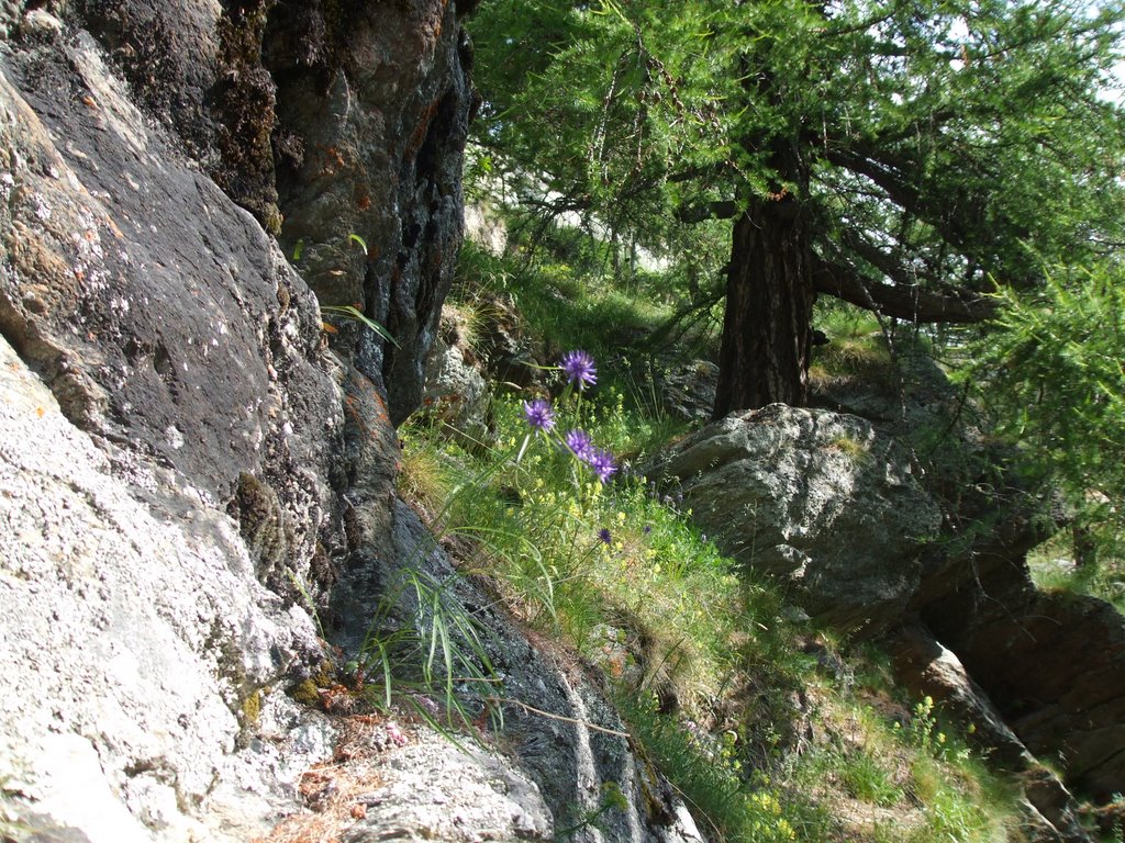 Flowers being born of the stones in Saas Fee !!! by Isabel  R. Marques