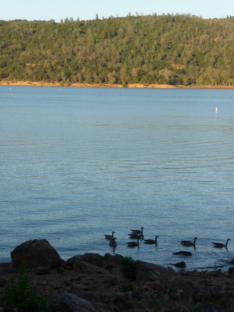 Collins Lake Geese by desertkel