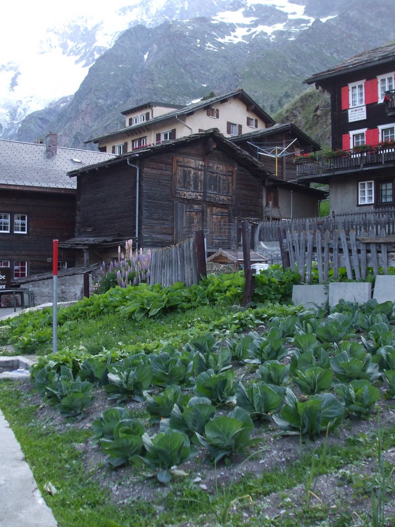 Saas Fee vegetable gardens!! by Isabel  R. Marques