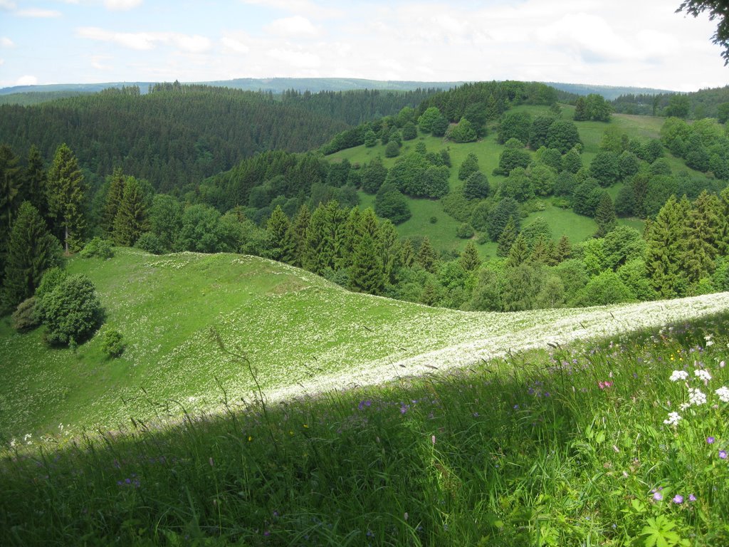 Bergwiese bei St. Andreasberg by Kockelkörnchen