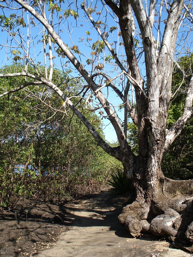 Rio Piraque Açu Mirim by Allisson A.Vilanova