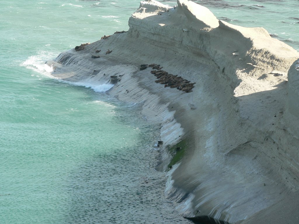 Lobos marinos en la península by j.caivano