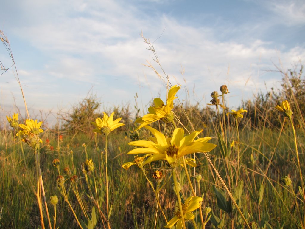 Yellow daisies in South Table Mountain (07/2009) by Urias E. Takatohi