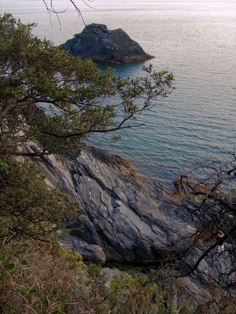 Trees, Rocks and Sea by Paolo Bottarelli