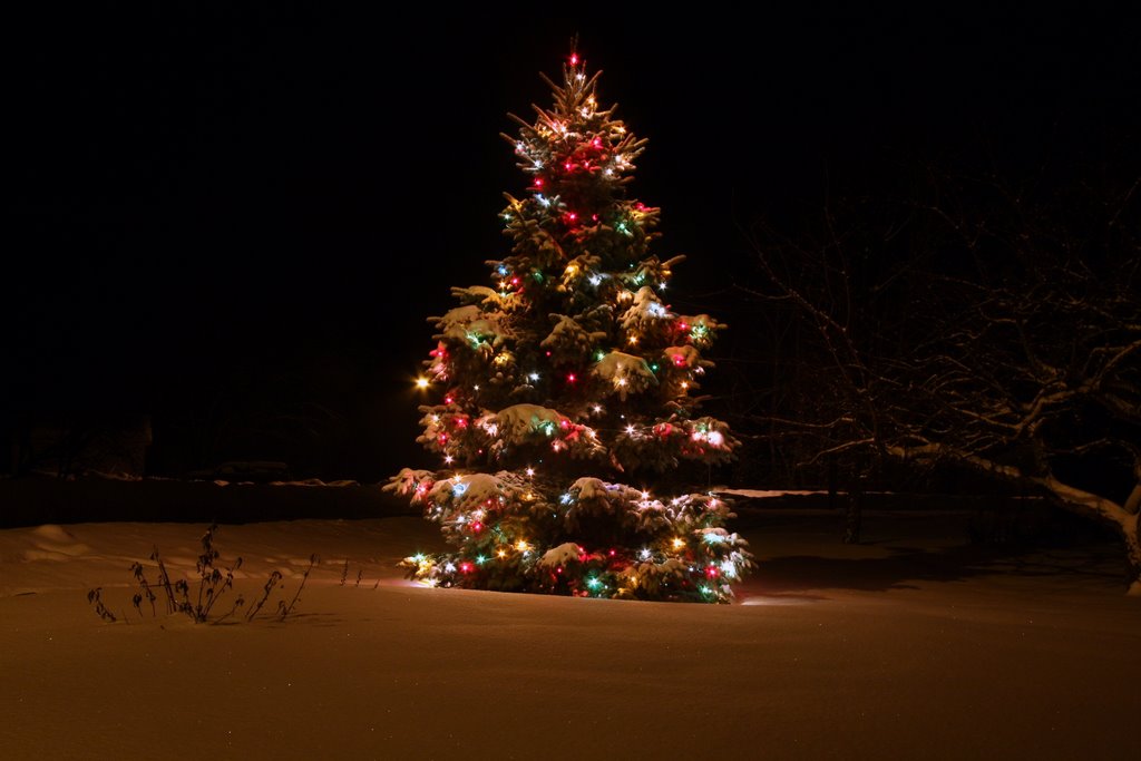 Dean's Tree, Deep River, Ontario by Paul Leeson