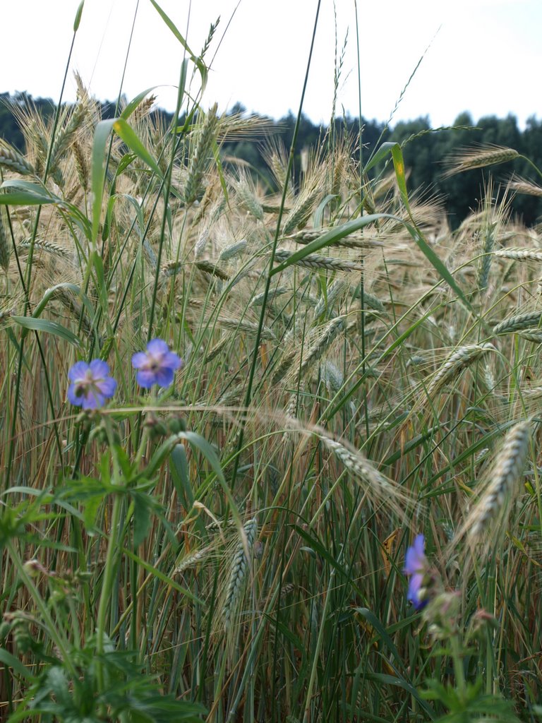 Summer in Weil der Stadt by angela-foto