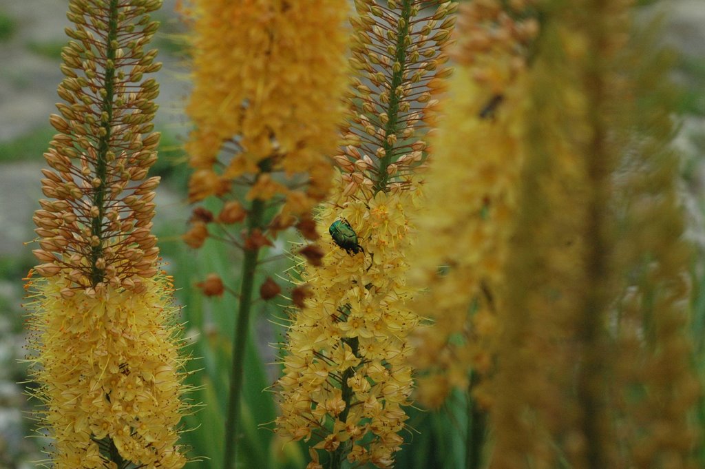 OGRÓD BOTANICZNY W POWSINIE /k Warszawy by azaperty