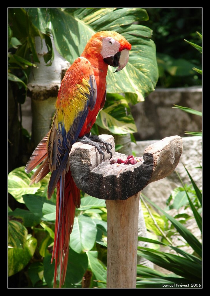 Perroquet, Xcaret Cancun, Mexico by samprevost