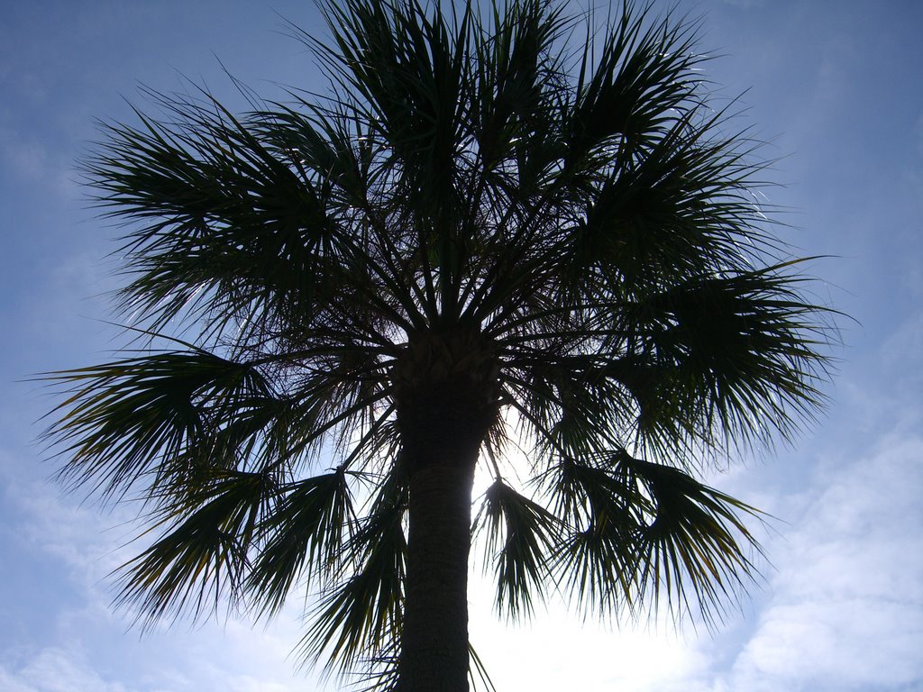 Backlit palm by Committee Boat