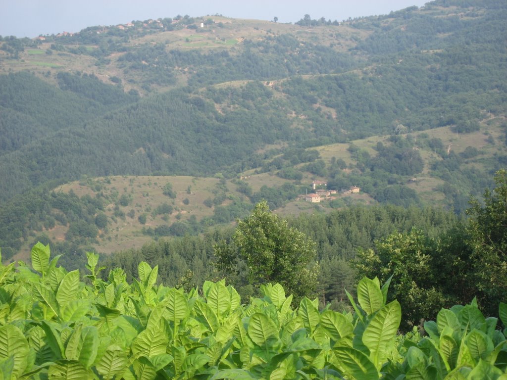 Kayabaşı Tütünler, Nasullan ve Karakiraz by Veysel OZTURK