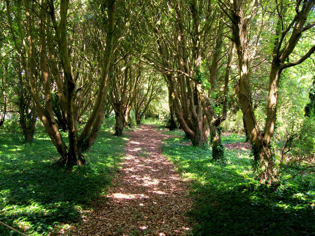 Trelissick Garden, Cornwall by CAB1