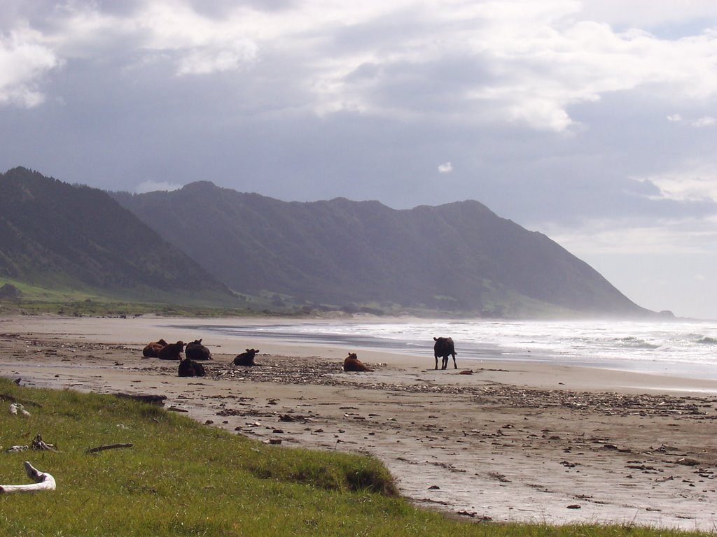 Cows sunbathing on the beach by michaelhoen