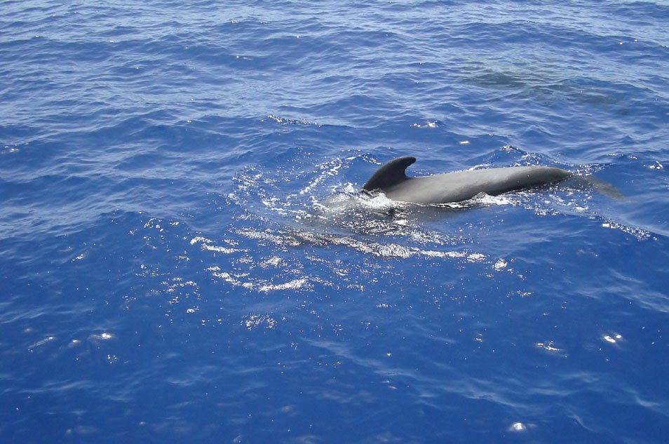 Puerto De Santiago, Pilot Whale. by Leslie Johnson